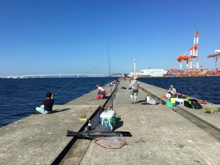 ハマチ・サゴシ